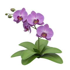 Orchid blooms in soft light on black background isolated illustration on transparent background 