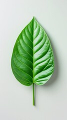 green leaf on white background