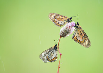 Three acraea issoria butterflies perched on a wildflower, very visible against the soft, plain green background.