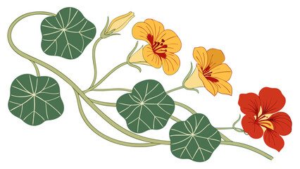 Floral illustration botanical artwork orange and red flowers green leaves elegant design nature illustration plant drawing flower arrangement spring blossom summer flower garden flowers.