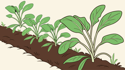 Growing Vegetables in a Garden Bed Stages of Growth Illustration of Leafy Greens.
