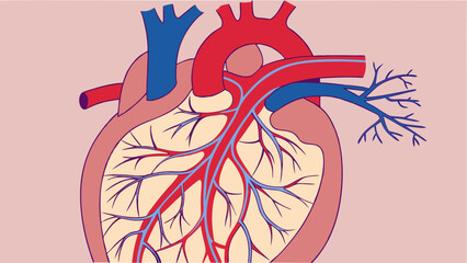 Human heart anatomy illustration detailed diagram of cardiovascular system medical chart blood vessels arteries veins educational resource.