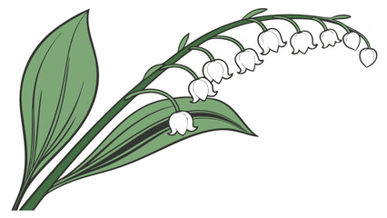 Illustration of delicate white flowers with green leaves on a stem.