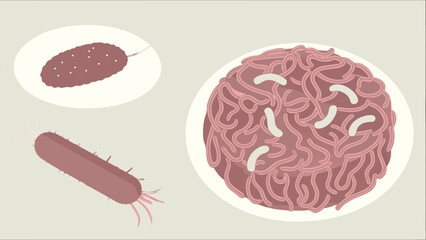 Illustration of various microbial cells and structures including cocci bacilli and spirochetes.