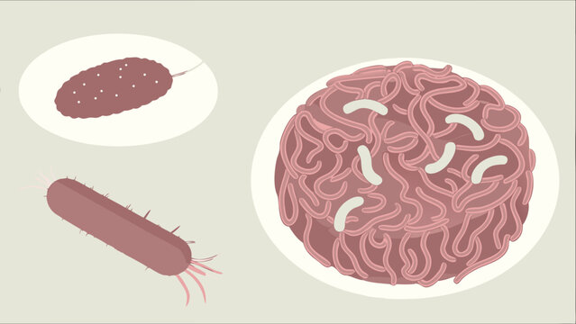 Illustration of various microbial cells and structures including cocci bacilli and spirochetes.