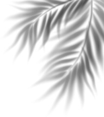 Shadow palm Green palm tree on white background PNG Tropical lush green palm leaves, elements on...