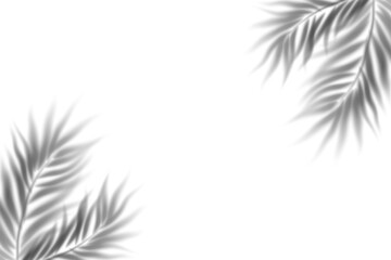 Shadow palm Green palm tree on white background PNG Tropical lush green palm leaves, elements on...
