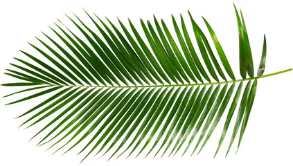 palm Green palm tree on white background PNG Tropical lush green palm leaves, elements on transparent background Leaf of palm isolated on white Composition of coconut leaves. © Pngs Mart
