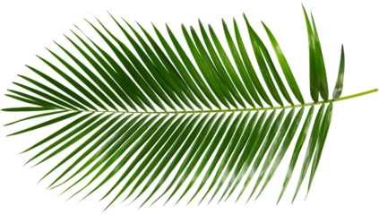 palm Green palm tree on white background PNG Tropical lush green palm leaves, elements on transparent background Leaf of palm isolated on white Composition of coconut leaves.