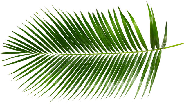 palm Green palm tree on white background PNG Tropical lush green palm leaves, elements on transparent background Leaf of palm isolated on white Composition of coconut leaves. - Powered by Adobe