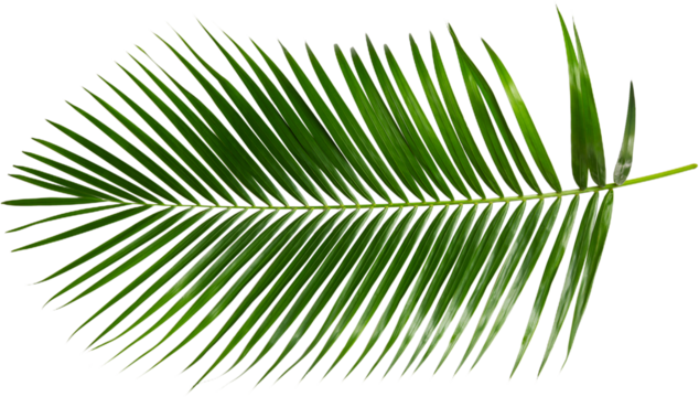 palm Green palm tree on white background PNG Tropical lush green palm leaves, elements on transparent background Leaf of palm isolated on white Composition of coconut leaves. - Powered by Adobe
