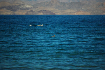 Fototapeta premium Blue water surface with birds swimming in the distance