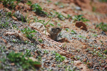Small rodent hiding in the ground with some grass around