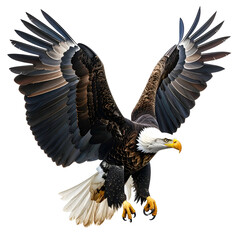 Obraz premium Majestic bald eagle in flight, wings outstretched, descending with focused intensity