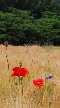 보리가 익어가는 밭사이로 수레국화와 양귀비꽃이 피었습니다.Between the fields of ripening barley, daisies and poppies are in bloom.