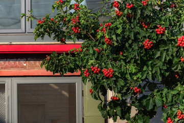 The hawthorn trees in the courtyard are covered with bright red hawthorn fruits