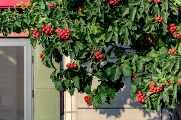 The hawthorn trees in the courtyard are covered with bright red hawthorn fruits