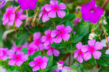The pink Changchun flowers blooming in the garden