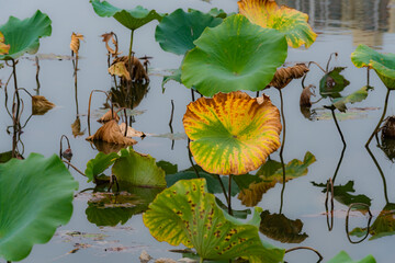 In the autumn lotus pond, the gradually declining lotus leaves remain beautiful and colorful