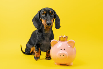 Cute dachshund sitting beside a pink piggy bank on a vibrant yellow background, symbolizing saving and financial planning with a playful touch. Pet Insurance