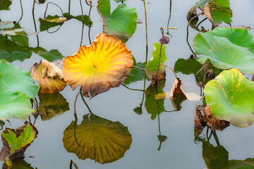 In the autumn lotus pond, the gradually declining lotus leaves remain beautiful and colorful
