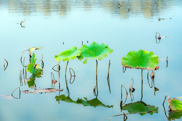 In the autumn lotus pond, the gradually declining lotus leaves remain beautiful and colorful
