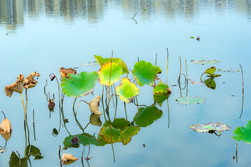 In the autumn lotus pond, the gradually declining lotus leaves remain beautiful and colorful