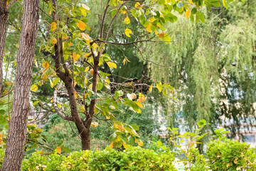 In autumn, the leaves of plants gradually turn yellow and red, displaying colorful and beautiful colors