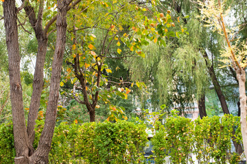 In autumn, the leaves of plants gradually turn yellow and red, displaying colorful and beautiful colors