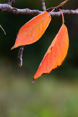 In autumn, the leaves of plants gradually turn yellow and red, displaying colorful and beautiful colors