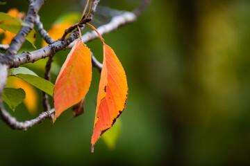 In autumn, the leaves of plants gradually turn yellow and red, displaying colorful and beautiful colors