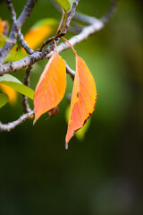 In autumn, the leaves of plants gradually turn yellow and red, displaying colorful and beautiful colors