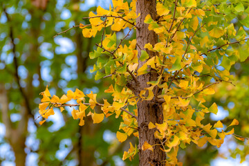 In autumn, the leaves of plants gradually turn yellow and red, displaying colorful and beautiful colors