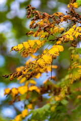 In autumn, the leaves of plants gradually turn yellow and red, displaying colorful and beautiful colors