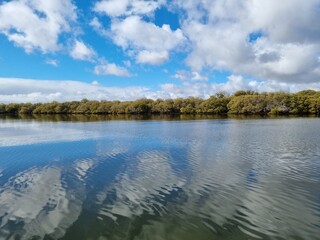 Mangrove trees on the Port River, Adelaide South Australia, under a blue cloudy sky. Beautiful reflection of the clouds in the water