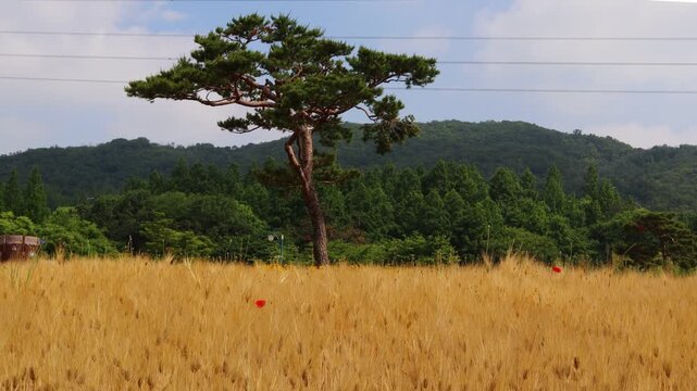 Barley is ripening in the wide fields.넓은 들에 보리가 익어가고있습니다.