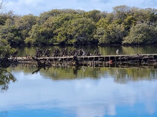 Obraz premium A rusty ship wreck in mangroves on the Port River, Adelaide South Australia. Under a beautiful blue sky with white clouds