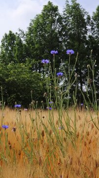 In the field where barley is ripening, there are cornflowers and poppies.보리가 익어가는 밭에 수레국화와 양귀비꽃이 있습니다