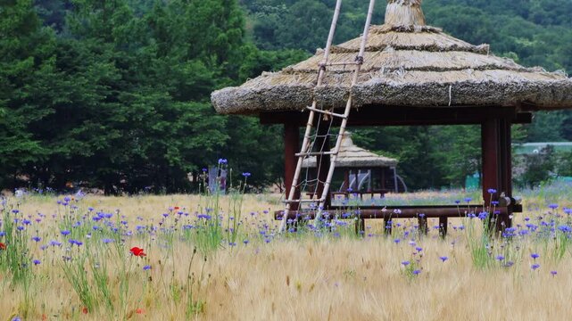 보리밭에 보리가 익어가고 원두막이 그늘을 만들고있습니다.The barley is ripening in the barley field and the hut is providing shade.