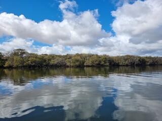 Obraz premium Mangrove trees on the Port River, Adelaide South Australia, under a blue cloudy sky. Beautiful reflection of the clouds in the water