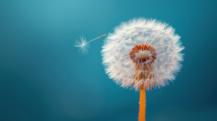 Refined Beautiful Blue Background Highlighting a Close-Up of a Dandelion