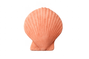 Pink scallop seashell marine ocean organism with transparency