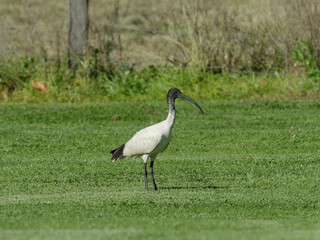 Australian White Ibis (Threskiornis molucca) walking on freshly cut grass with wire fence and long grass in background.