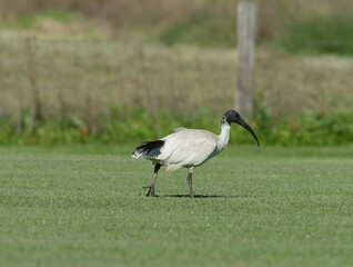 Australian White Ibis (Threskiornis molucca) walking on freshly cut grass with wire fence and long grass in background.