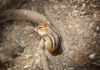 baby chipmunk in the forest closeup view