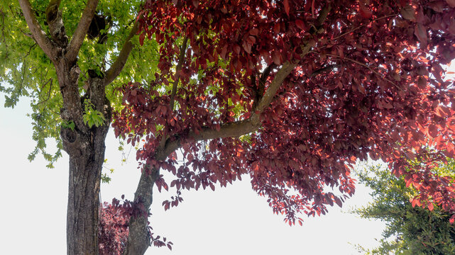 &Aacute;rbol injertado de dos colores, rojo y verde