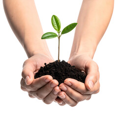 Two hands cradle soil with a small seedling growing upwards, representing new life