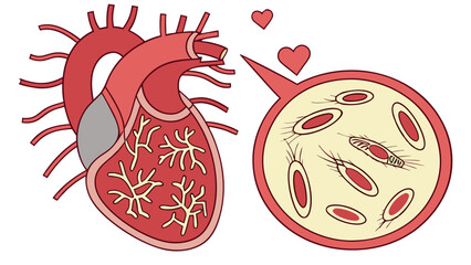 Heart Anatomy Illustration Cardiovascular System Red Blood Cells Medical Graphic Organ Diagram Love Concept Valentines Day Healthcare Biology Medicine Science Education Healthy Heart.