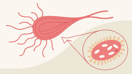 Illustration of a cell with cilia and its internal structure.