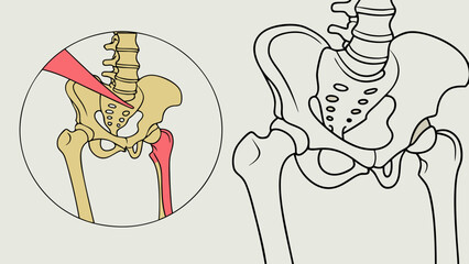 Medical illustration of the human hip joint showing anatomy bones and ligaments skeletal system diagram detailed drawing.